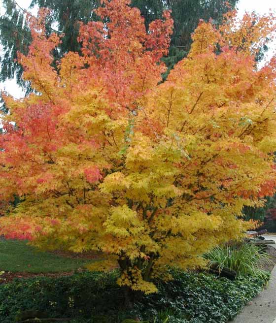 Klon Palmowy Sangokaku w donicy