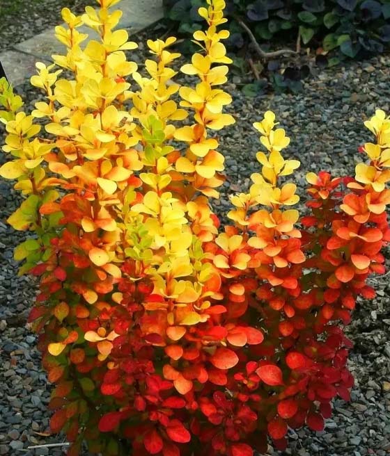 Berberys Thunberga Golden Torch w donicy