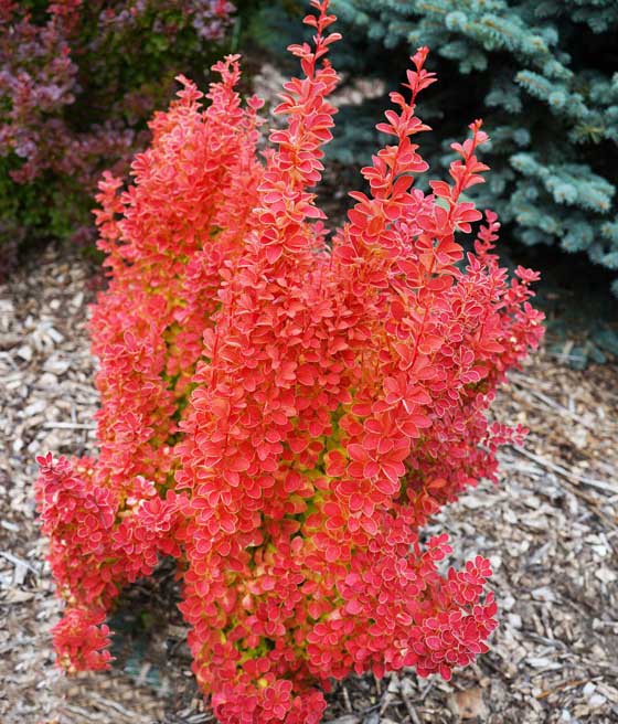 Berberis Thunberga Orange Ice w donicy
