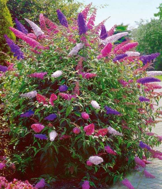 Budleja Dawida Tricolor w donicy