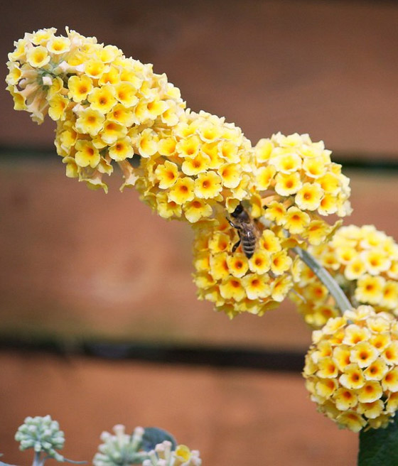 Budleja Weyera Sungold w donicy