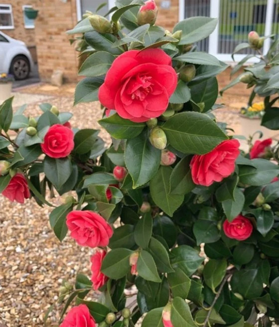 Kamelia Japońska Lady Campbell w donicy