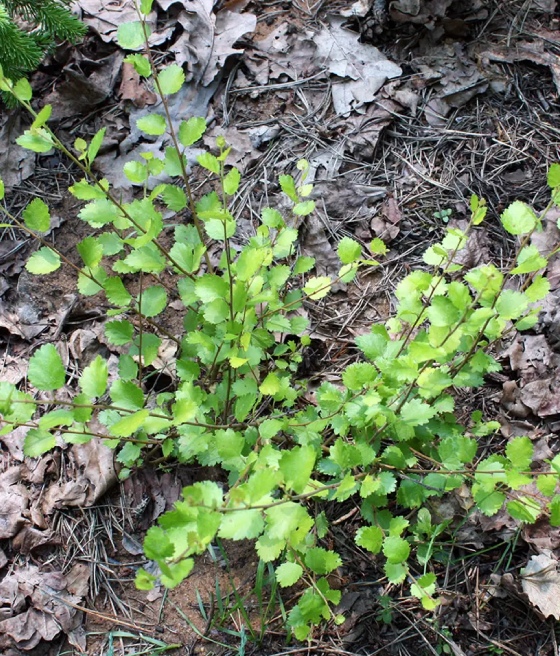 Brzoza karłowata w donicy