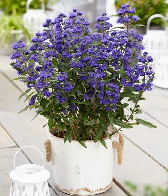 Barbula Klandońska Grand Bleu Inoveris w donicy