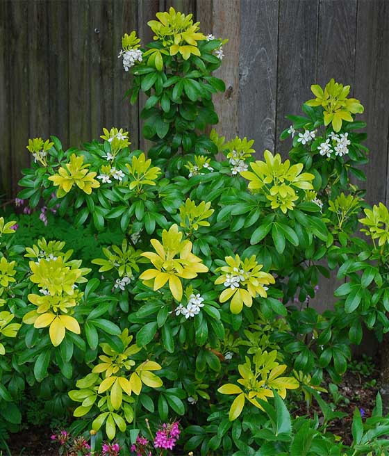 Czojsia Trójlistkowa Sundance w donicy