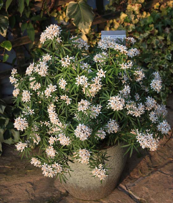 Czojsia White Dazzler w donicy