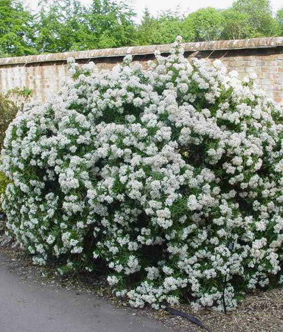 Czojsia Aztec Pearl w donicy