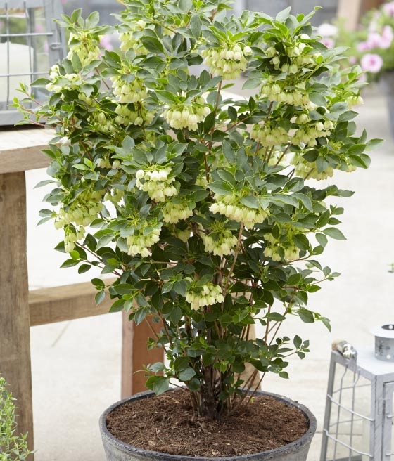 Enkiant Dzwonkowaty Prettycoat w donicy