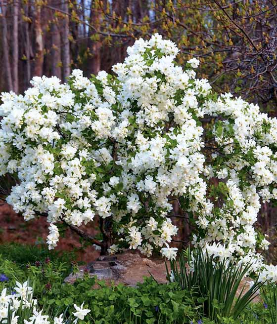 Obiela wielkokwiatowa Magical Springtime w donicy