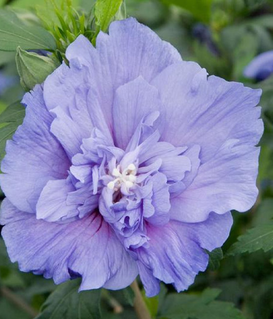 Hibiskus Blue Chiffon- Ketmia Syryjska w donicy