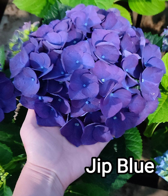 Hortensja ogrodowa Jip Blue w donicy
