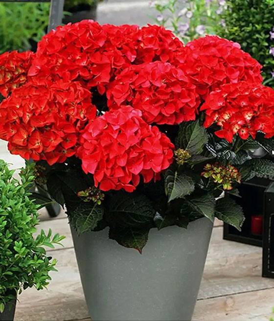 Hortensja Ogrodowa Red Angel w donicy