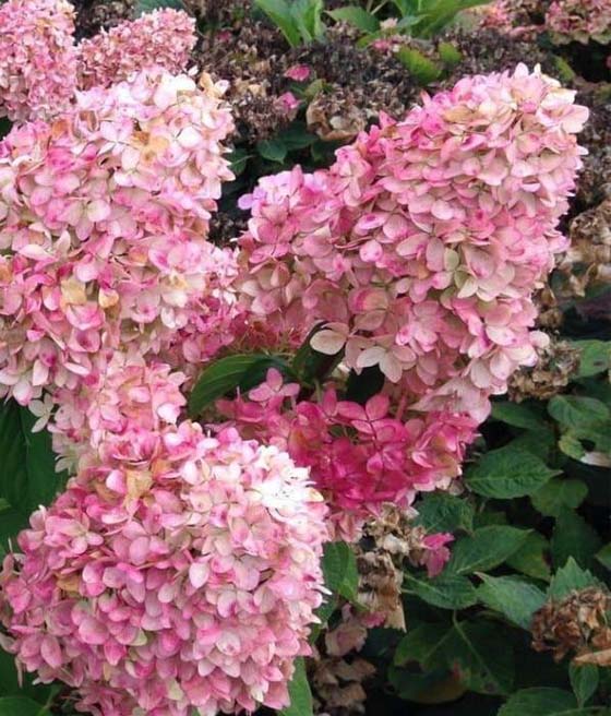 Hortensja Bukietowa Magical Candle w donicy