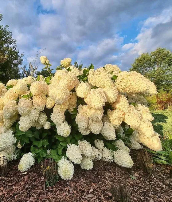 Hortensja Bukietowa Polar Bear w donicy