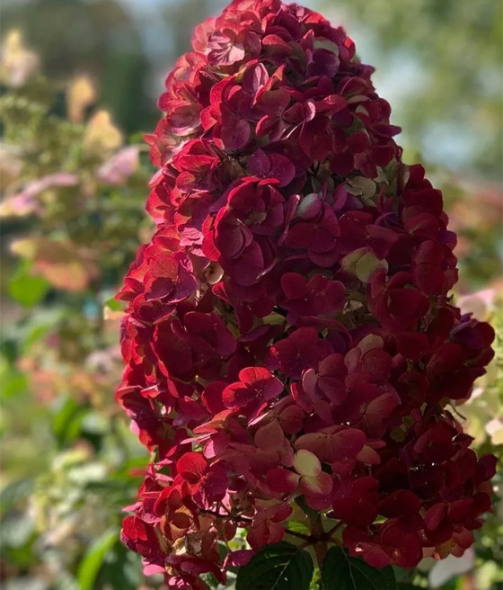 Hortensja Bukietowa Wim's Red w donicy