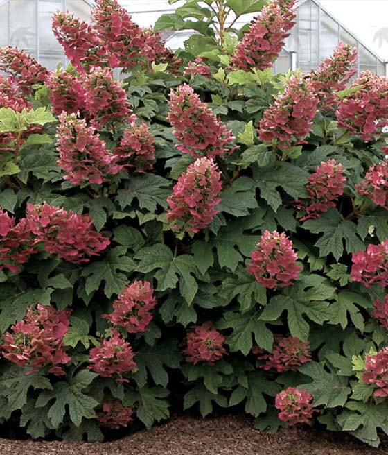 Hortensja Dębolistna Amethyst w donicy