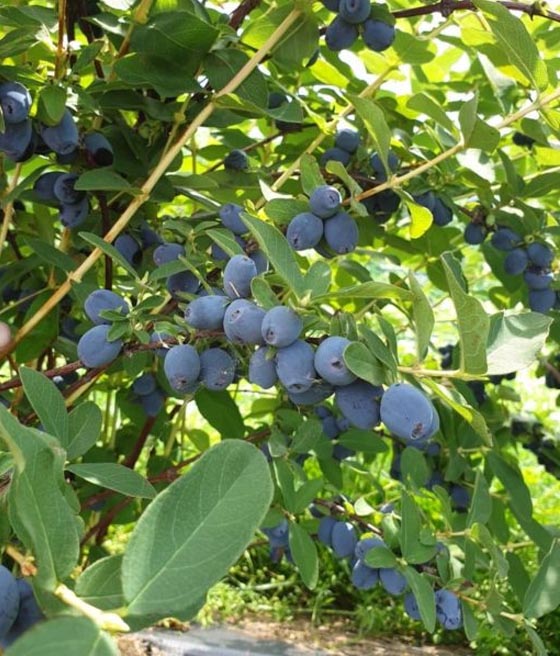 Jagoda Kamczacka Strawberry Sensation w donicy