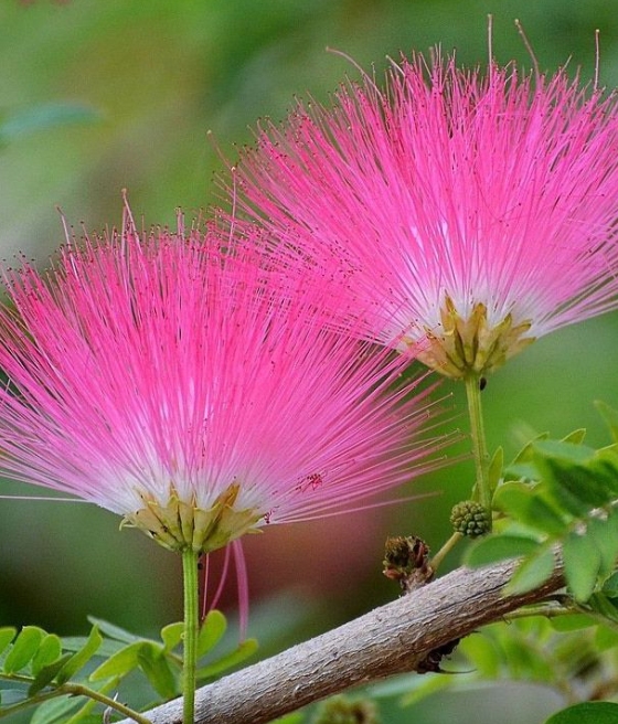 Albicja Jedwabista biało-różowa w donicy