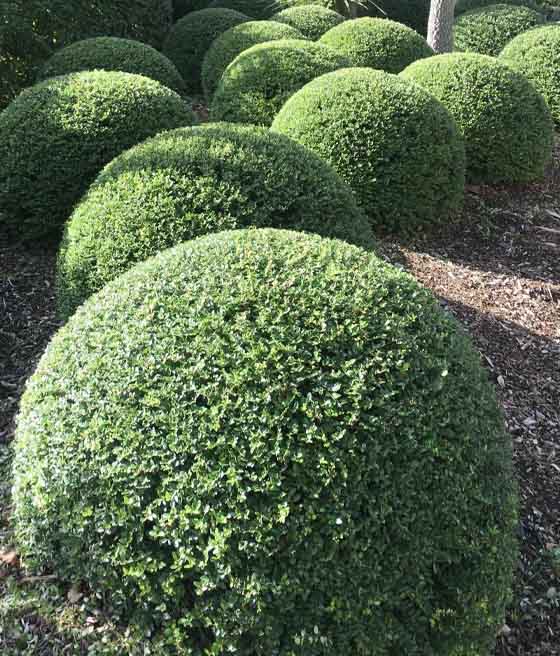 Suchodrzew Mirtolistny Maigrün w donicy