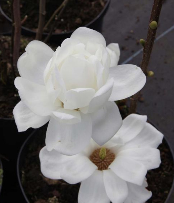 Magnolia Double Diamond w donicy