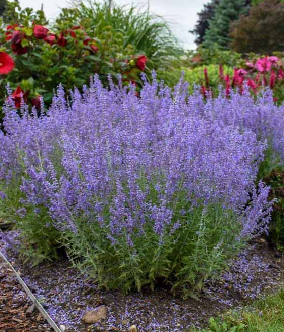 Perowskia Łobodolistna Blue Spire w donicy