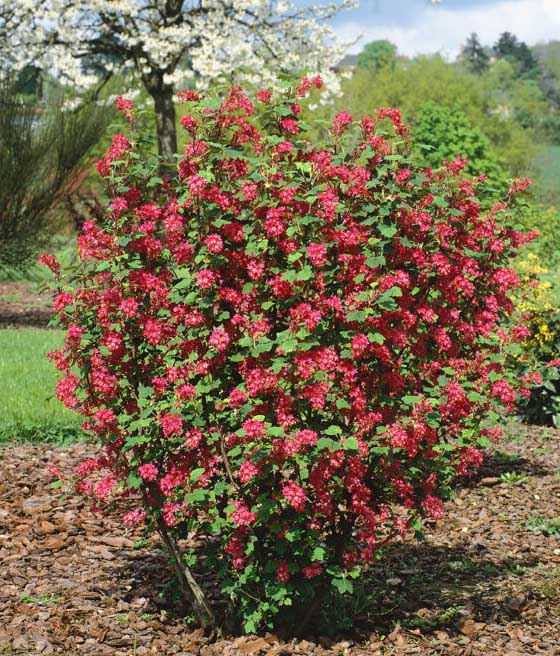 Porzeczka Krwista Amore w donicy