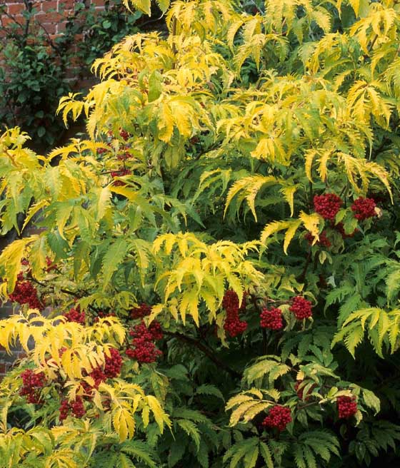 Bez Koralowy Sutherland Gold w donicy