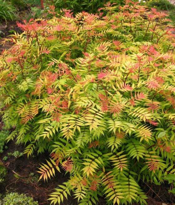 Tawlina Jarzębolistna Sem w donicy