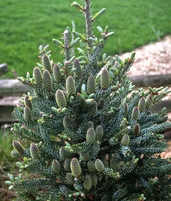 Jodła Koreańska Silberlocke w donicy