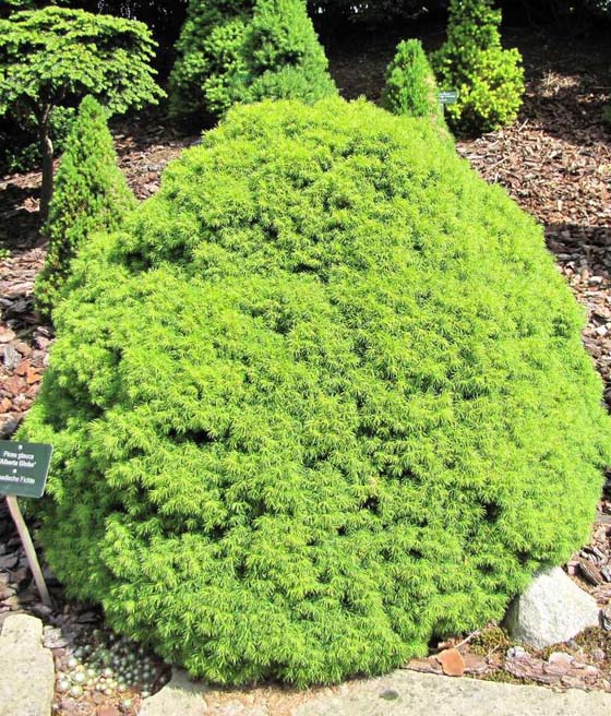 Świerk Biały Alberta Globe w donicy