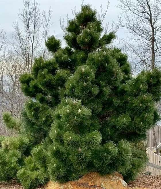 Sosna Czarna w donicy