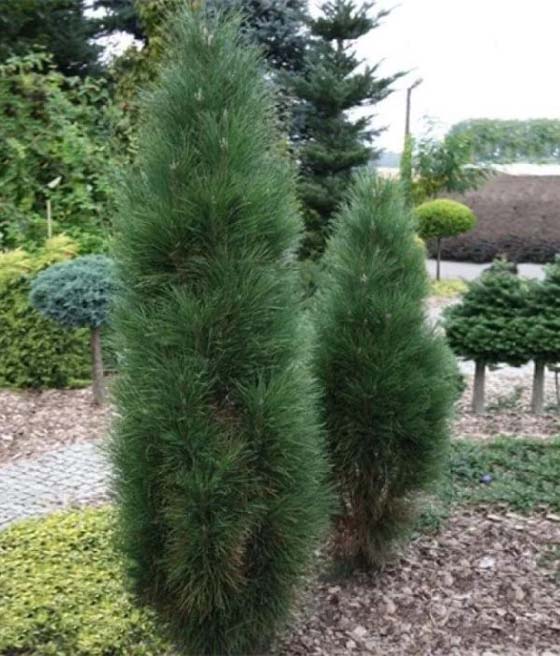 Sosna Czarna Kolumnowa Green Tower w donicy