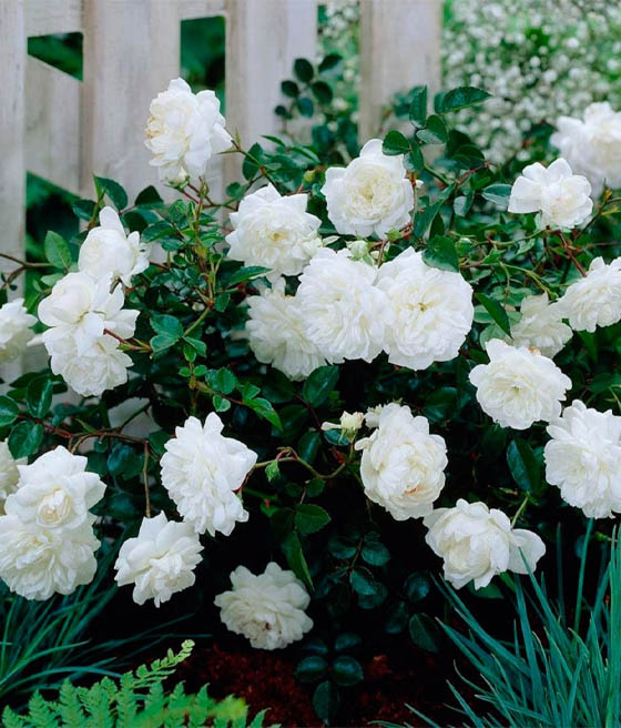 Róża Okrywowa White Fairy w donicy