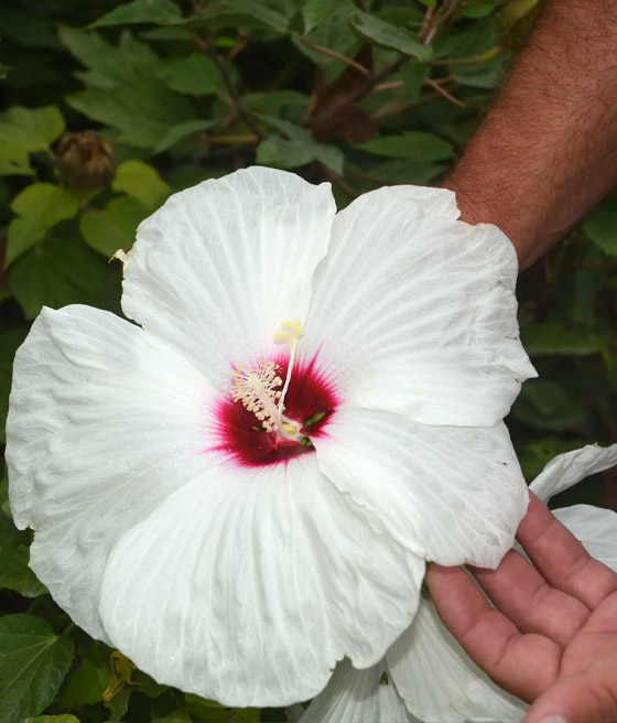 Hibiskus Bylinowy Bagienny Old Yella w donicy