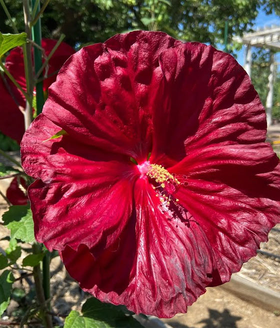 Hibiskus bagienny Robert Fleming w donicy