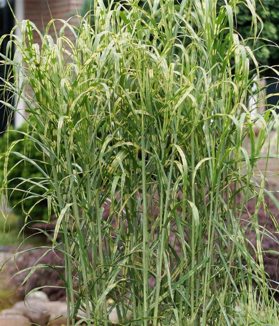 Miskant Chiński Olbrzymi Alligator w donicy