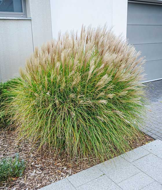 Miskant Chiński Yakushima Dwarf w donicy