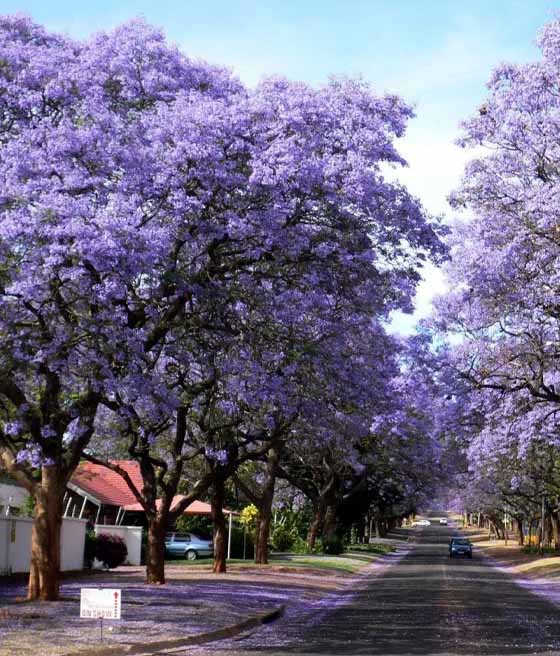 Paulownia omszona w donicy