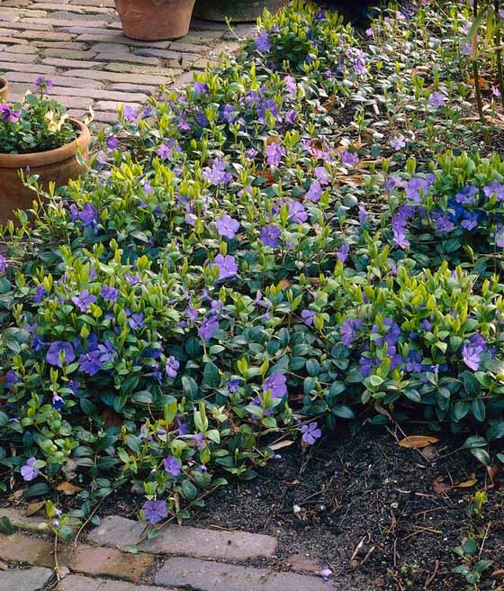 Barwinek pospolity w donicy