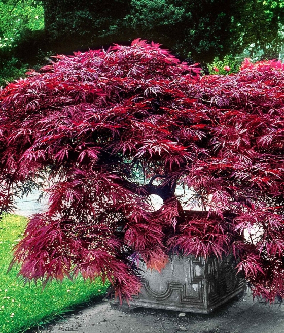 Klon Palmowy Garnet w donicy