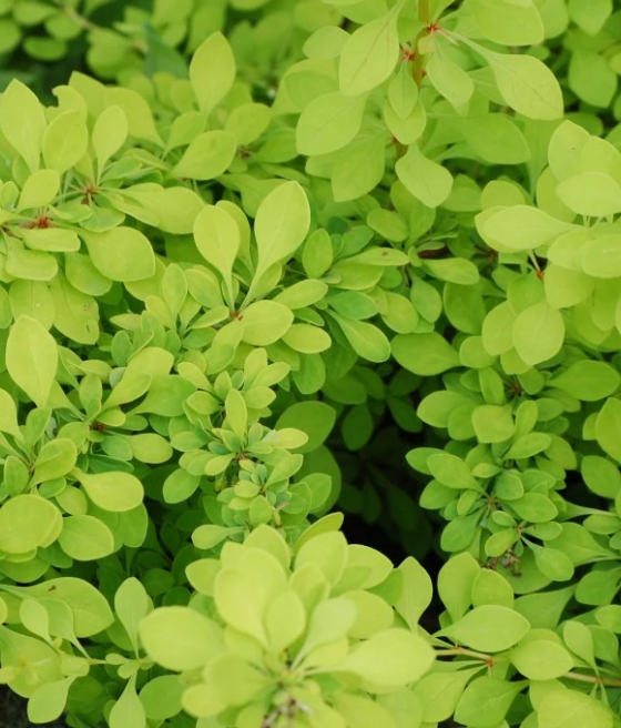 Berberis Thunberga Lime Star w donicy