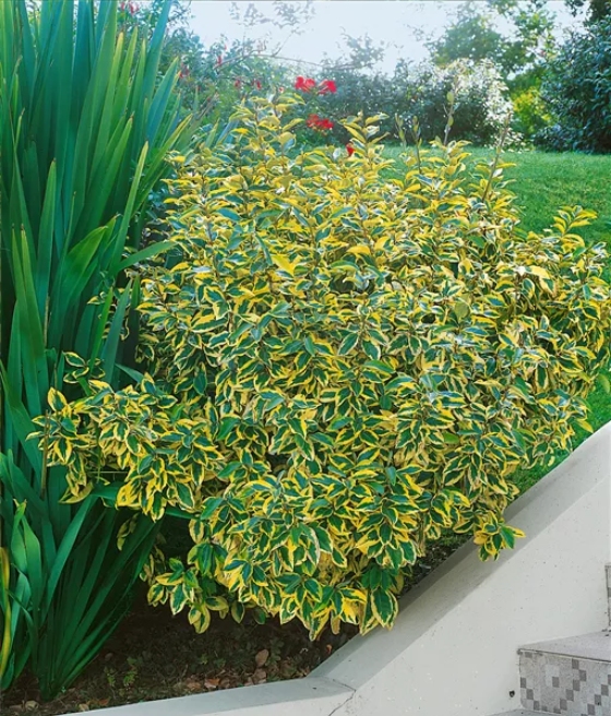 Oliwnik Gilt Edge w donicy