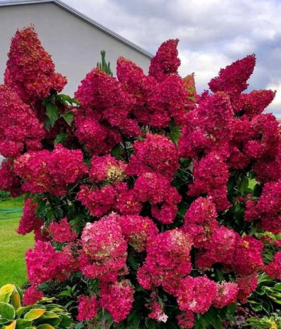 Hortensja Bukietowa Diamant Rouge w donicy