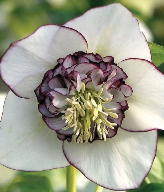 Ciemiernik Wschodni Winter Emotions Anemone Picotee w donicy