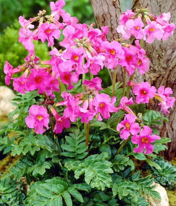 Inkarwilla Delavaya w donicy