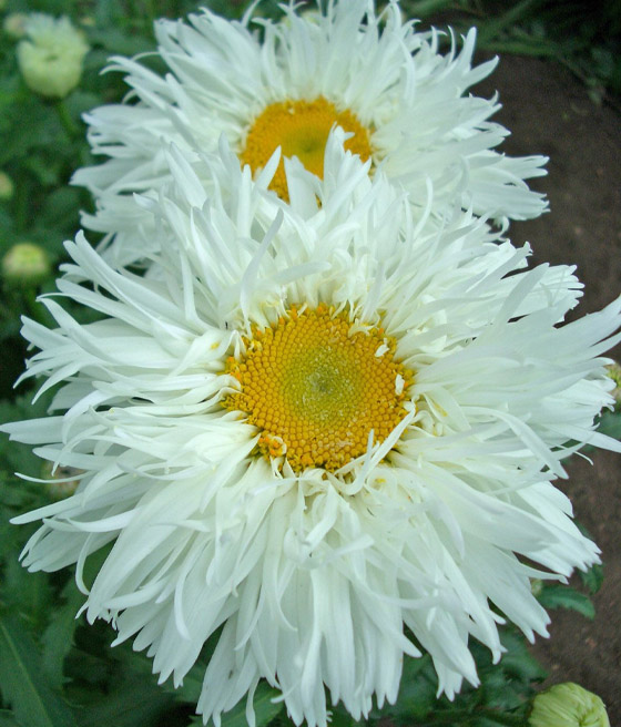 Złocień Wielki Crazy Daisy w donicy