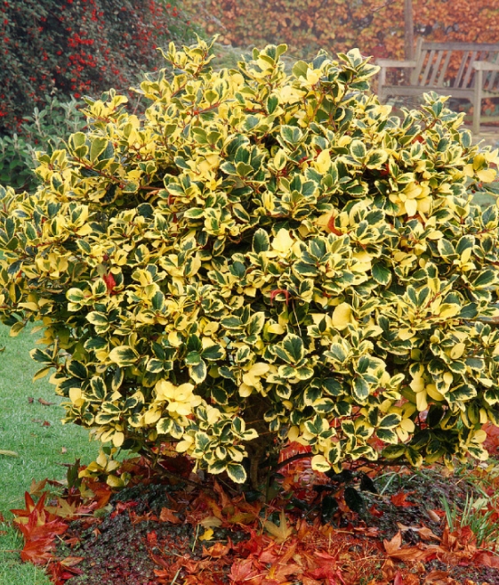 Ostrokrzew Golden King w donicy