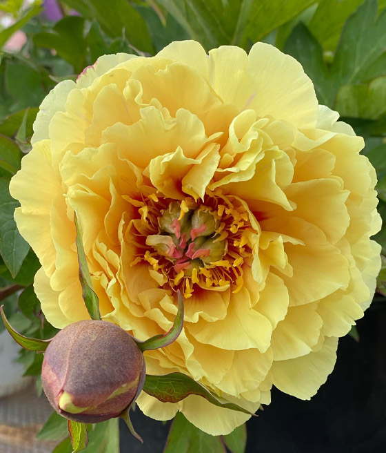 Piwonia Itoh Garden Treasure w donicy