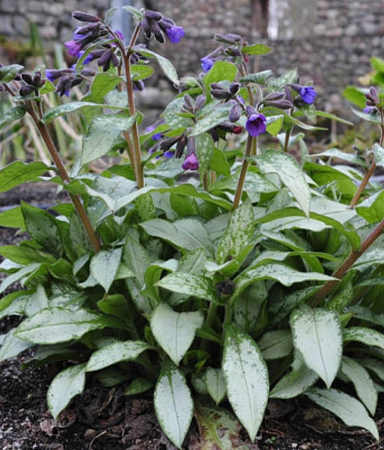 Miodunka Majeste w donicy