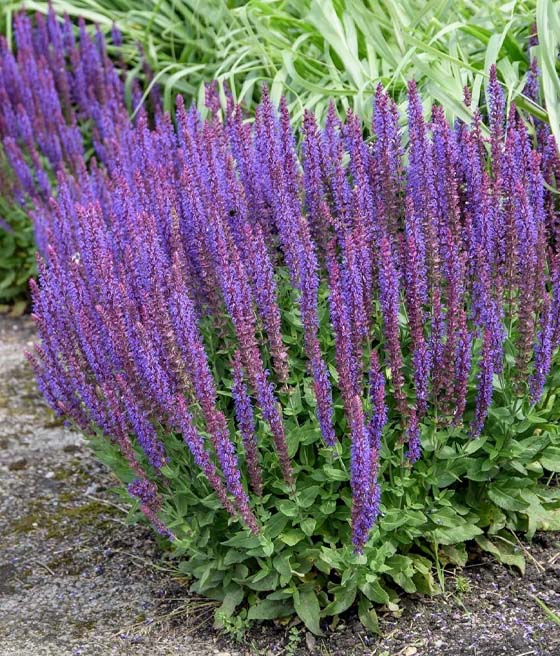 Szałwia Omszona Caradonna w donicy